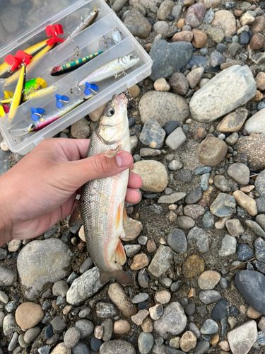 ウグイの釣果