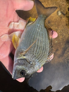 キチヌの釣果