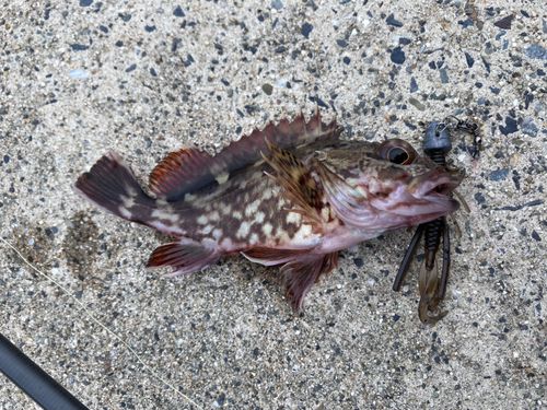 カサゴの釣果
