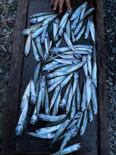 サバの釣果