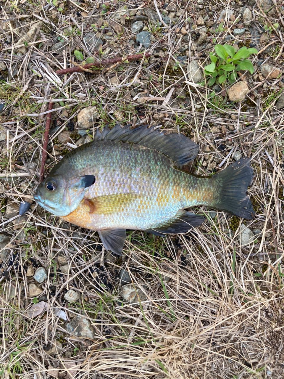 ブルーギル