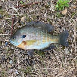 ブルーギル