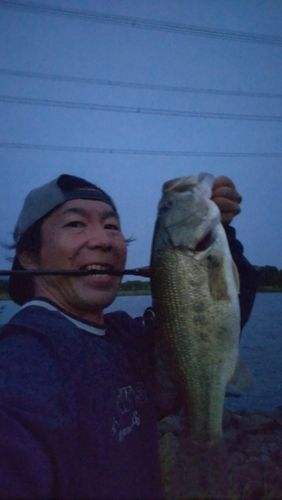 ラージマウスバスの釣果
