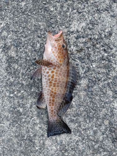 オオモンハタの釣果