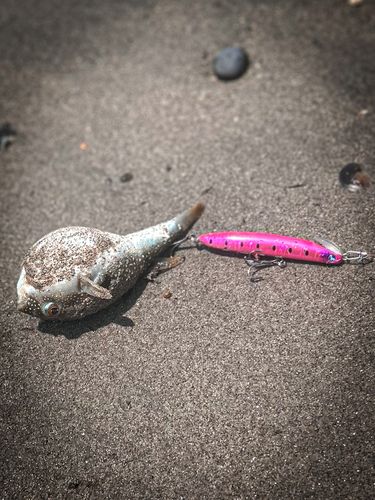 クサフグの釣果