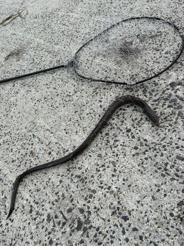 モンゴウイカの釣果