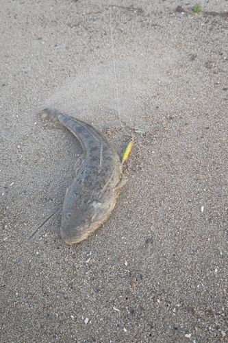 マゴチの釣果