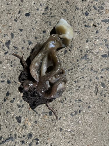 テナガダコの釣果