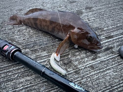 アイナメの釣果