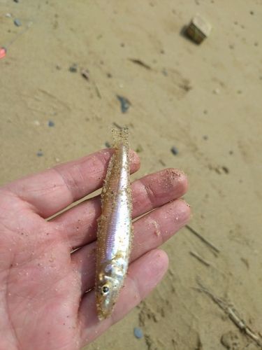 キスの釣果