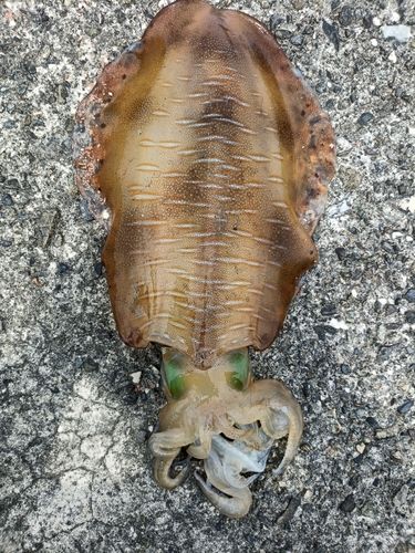 アオリイカの釣果