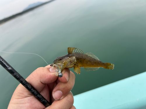 アナハゼの釣果