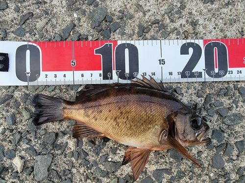 メバルの釣果