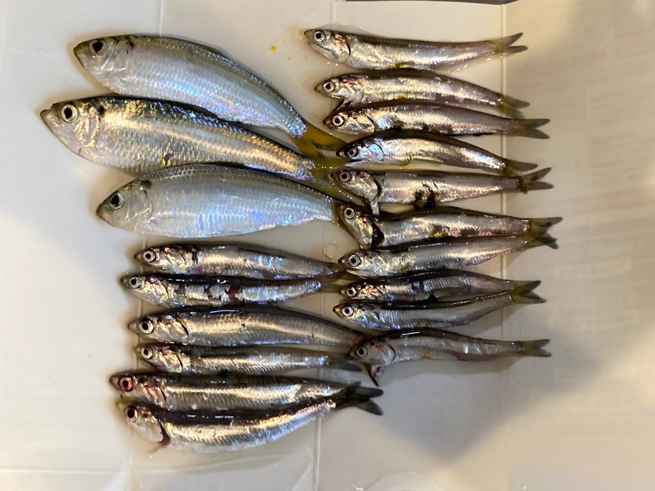 カタクチイワシ