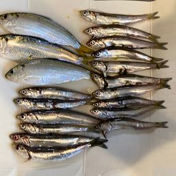 カタクチイワシ