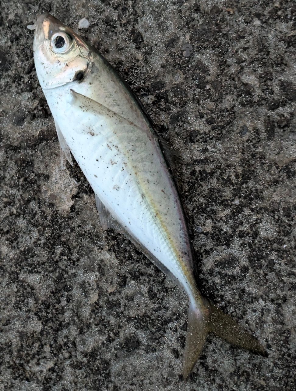 アジ