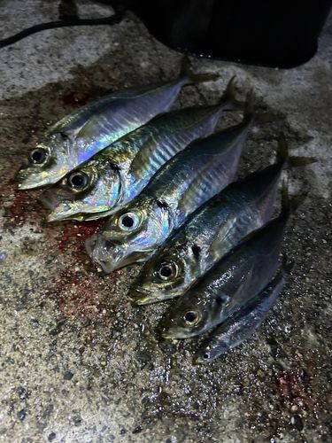 アジの釣果