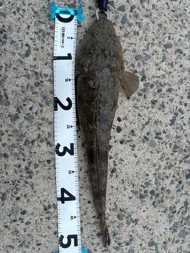 マゴチの釣果