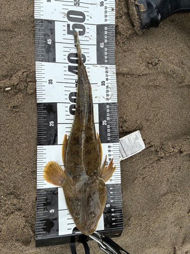 コチの釣果