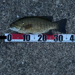 スモールマウスバス