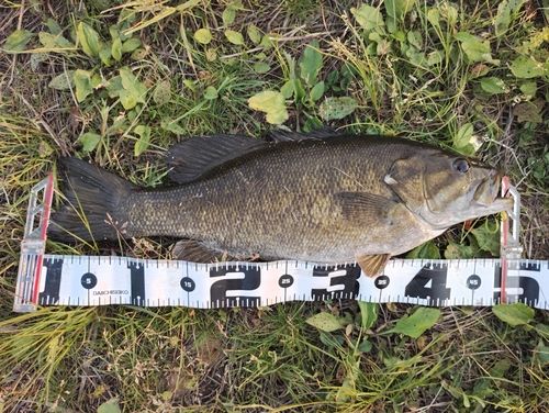 スモールマウスバスの釣果