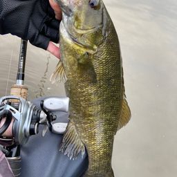 スモールマウスバス