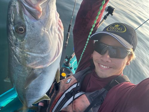 ヒラマサの釣果