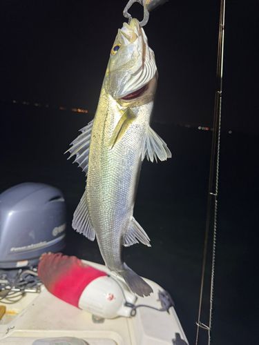 セイゴ（マルスズキ）の釣果