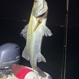 セイゴ（マルスズキ）