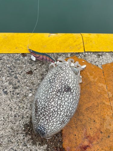 シリヤケイカの釣果