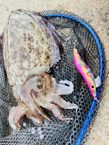 モンゴウイカの釣果