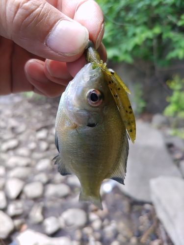 ブルーギルの釣果