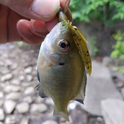 ブルーギル