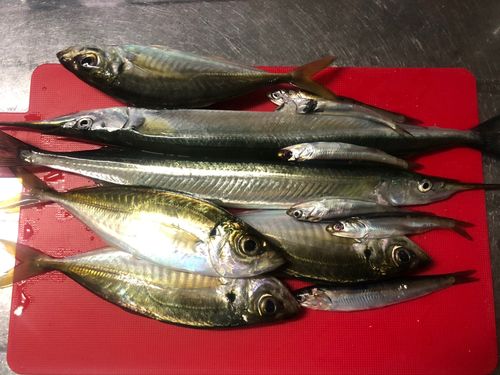 サヨリの釣果