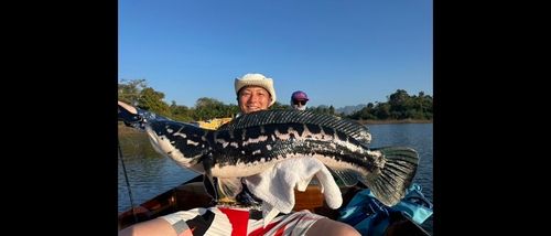 ジャイアントスネークヘッドの釣果