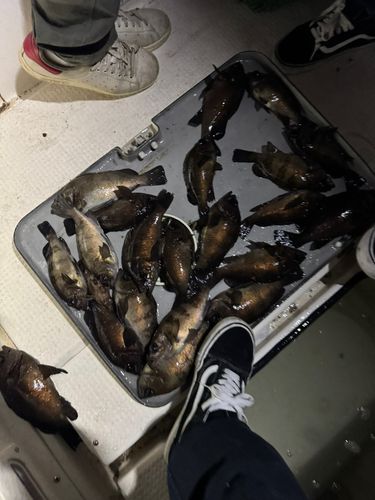 メバルの釣果