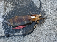 ミズイカの釣果
