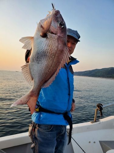 マダイの釣果