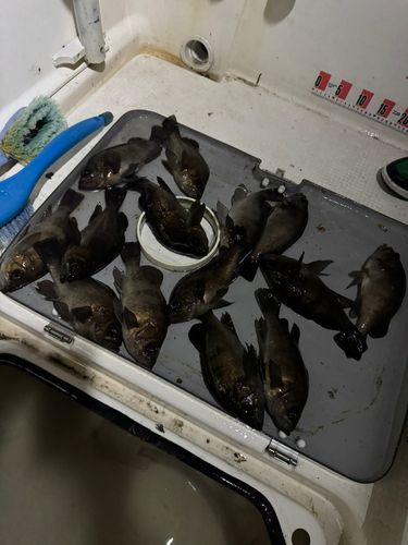 メバルの釣果