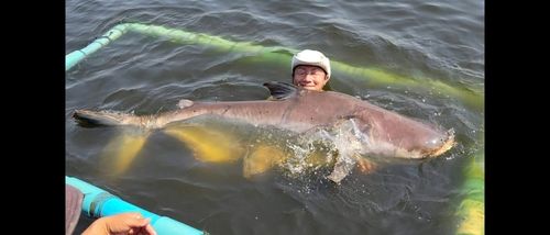 メコンオオナマズの釣果