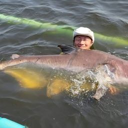 メコンオオナマズ