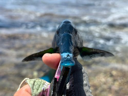 クギベラの釣果