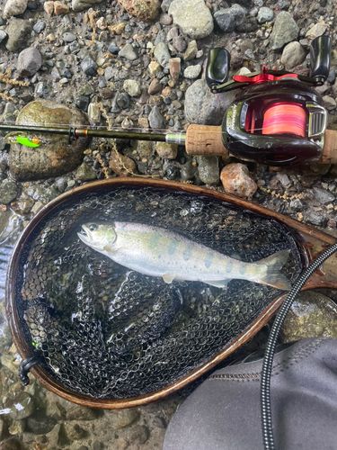 ヤマメの釣果