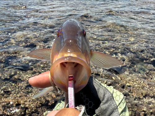 マルクチヒメジの釣果