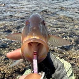 マルクチヒメジ