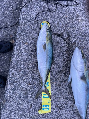 ブリの釣果