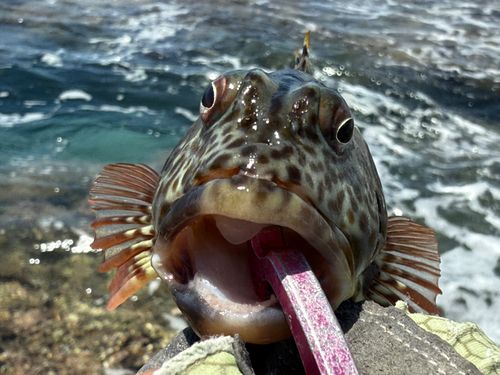 イソゴンベの釣果