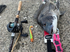 チヌの釣果