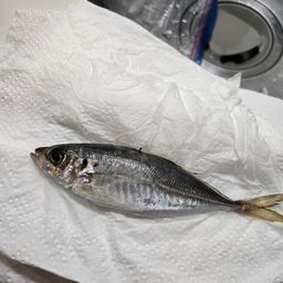 アジ