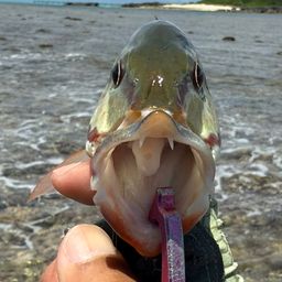 アミメフエダイ